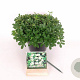 Potentilla tridentata 'Nuuk' 15-20 cm C1.5