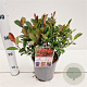 Photinia fraseri 'Little Fenna' 20-30 cm 2,5L