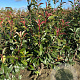Photinia fraseri 'Red Robin' 125-150 cm met kluit