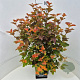 Physocarpus opulifolius 'Amber Queen' 60-80 cm 10L