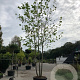 Platanus hispanica 300-350 cm container meerstammig