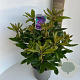 Rhododendron 'Marcel Menard' 30-40 cm 5,0L