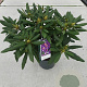 Rhododendron 'Marcel Menard' 30-40 cm 5,0L