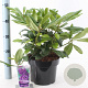 Rhododendron 'Marcel Menard' 30-40 cm 5,0L