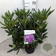 Rhododendron 'Roseum Elegans' 30-40 cm 5,0L