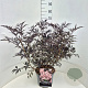 Sambucus nigra Black Lace 60-80 cm 10L
