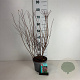Spiraea billardii 50-60 cm 35L