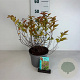 Spiraea jap. 'Goldflame' 30-40 cm 3,5L