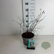 Spiraea vanhouttei 30-40 cm 3,5L