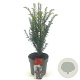 Taxus baccata 20-30 cm 2,0L