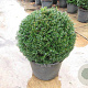 Taxus baccata 50 cm 20L bol