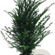 Taxus baccata 60-80 cm 4,0L