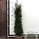 Taxus baccata 160-180 cm met kluit
