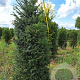 Taxus baccata 175-200 cm met kluit