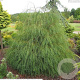 Chamaecyparis l. 'Drooping Solo' 40-50 cm 3,0L