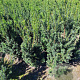 Taxus media 'Hicksii' 120-140 cm met kluit