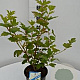 Viburnum opulus 'Roseum' 40-50 cm 3,0L