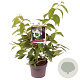 Viburnum plic. 'Mariesii' 30-40 cm 3,0L
