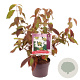 Viburnum plic. 'Mariesii' 30-40 cm 3,0L