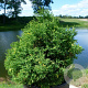 Chamaecyparis o. 'Saffron Spray' 25-30 cm 3,5L