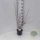 Cornus alba 'Sibirica' 40-60 cm 3,0L