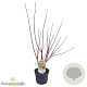 Cornus alba 'Sibirica' 40-60 cm 3,0L