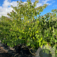 Cornus controversa 200-250 cm container solitair