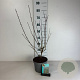 Cornus mas 50-60 cm 35L