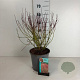 Cornus sericea 'Kelseyi' 30-40 cm 6,5L
