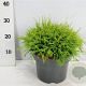 Chamaecyparis p. 'Sungold' 30-40 cm 5,0L