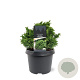 Cryptomeria j. 'Yokohama' 20-25 cm 3,0L
