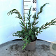Juniperus chin. 'Blue Alps' 30-40 cm 3,0L