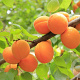 Prunus ar. 'Early Orange' struik wortelgoed