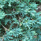 Juniperus horizontalis 'Wiltonii' 25-30 cm 3,5L