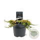 Juniperus h. 'Golden Carpet' 20-25 cm 3,0L
