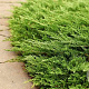Juniperus h. 'Prince of Wales' 25-30 cm 2,0L