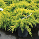 Juniperus pf. 'Gold Star' 25-30 cm 3,5L
