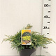 Juniperus pf. 'Gold Star' 25-30 cm 3,5L