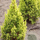 Juniperus pingii 'Hulsdonk Yellow' 25-30 cm 3,5L