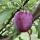 Prunus d. 'Italiaanse Kwets' halfstam wortelgoed