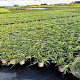 Juniperus squamata 'Blue Carpet' 30-40 cm 3,0L