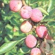 Prunus d. 'Opal' GM 7,5L struik