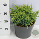 Juniperus squamata 'Holger' 30-40 cm 5,0L