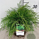 Microbiota decussata 30-40 cm 3,0L