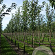 Prunus ser. 'Kanzan' 10-12 HO draadkluit onder vered.