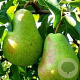 Pyrus c. 'Beurré Alexandre Lucas' 8-10 HO wortelgoed