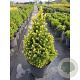 Picea gl. 'Rainbow's End' 30-40 cm 3,0L