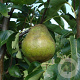 Pyrus c. 'Williams' struik wortelgoed
