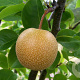 Pyrus pyrifolia 'Niitaka' 8-10 HO container
