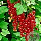 Ribes r. 'Jonkheer van Tets' 60-70 cm 2,0L
